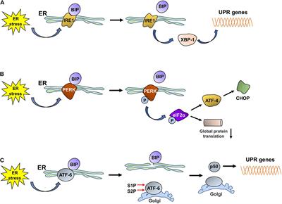 ER-Phagy: A New Regulator of ER Homeostasis